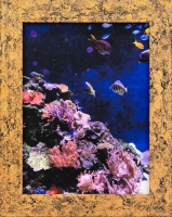 Coral Reef Tank 28_coral-reef-copy.jpg